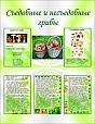 Стенд для детского сада СЪЕДОБНЫЕ И НЕСЪЕДОБНЫЕ ГРИБЫ 0,7*0,9м арт. 629
